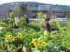 Arrosage du matin / Watering in the morning